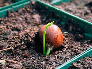 Framboesas em uma panela Framboesas crescendo em uma panela