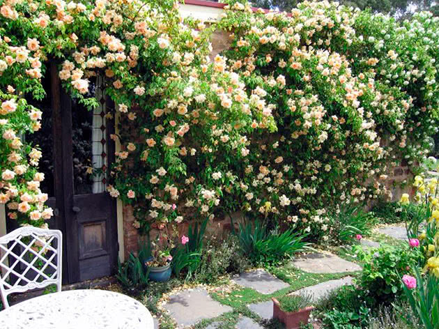 Rosas trepadeiras em flor