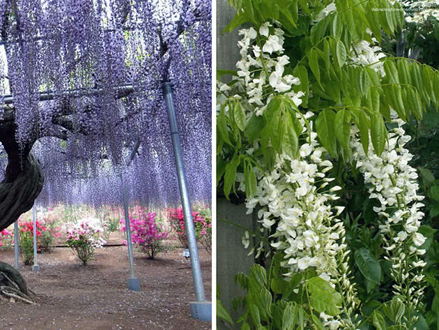 Glicínias florescendo
